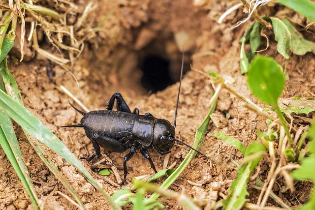 cricket-insect-640x480-16163514.jpeg