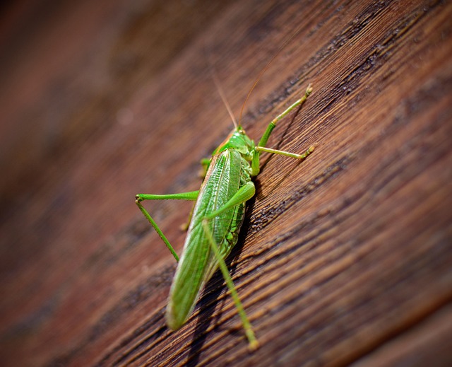 Eco-Friendly Cricket Solutions: Professional Strategies for Long-Term Control