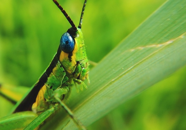 cricket-insect-640x480-77019066.jpeg