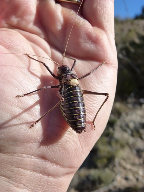 cricket-insect-640x480-85224455.jpeg