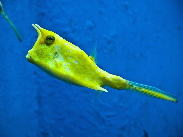 custom-aquarium-themes-640x480-60501875.jpeg