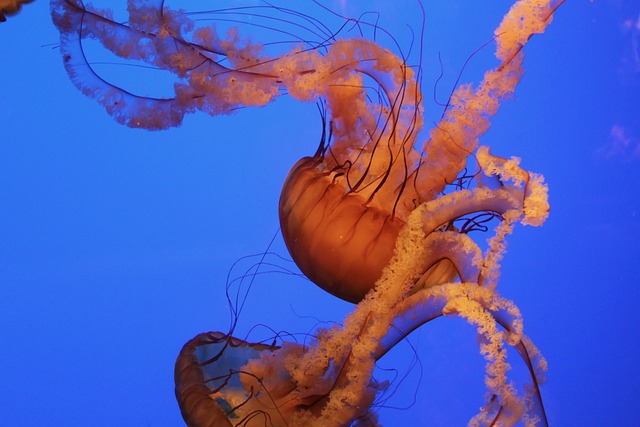 custom-built-aquariums-640x480-13639523.jpeg