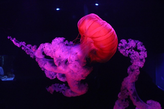 designer-aquariums-640x480-57041150.jpeg
