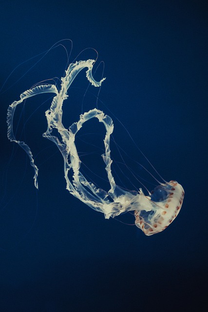 Luxury Custom Aquariums: Unleashing Unique Designs with Premium Materials