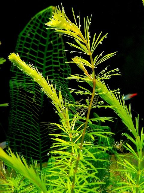 designer-aquariums-640x480-98316059.jpeg