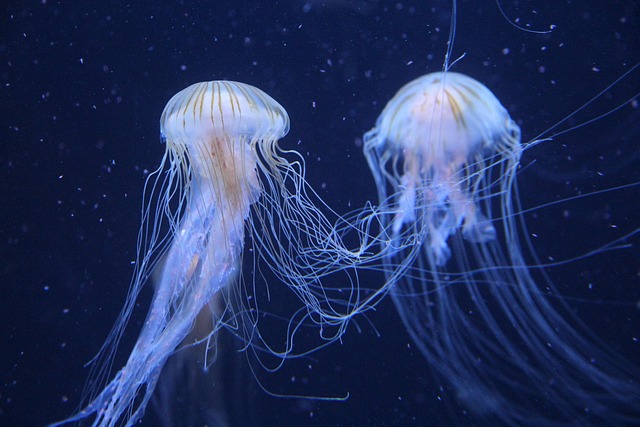 desktop-custom-aquariums-640x480-59373753.jpeg