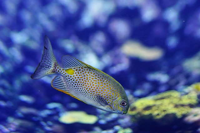 desktop-custom-aquariums-640x480-77264773.jpeg