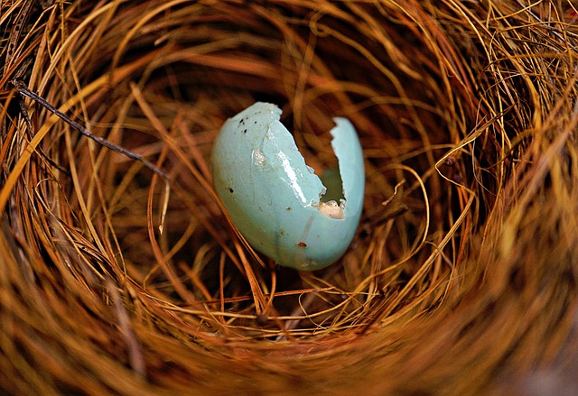 donor-eggs-for-women-with-ovarian-condit-640x480-18394124.jpeg