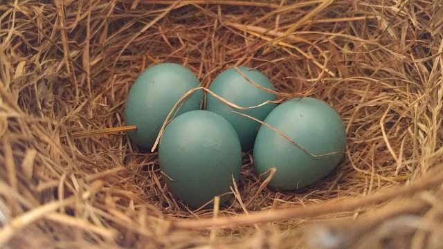 donor-eggs-for-women-with-ovarian-condit-640x480-91836344.jpeg
