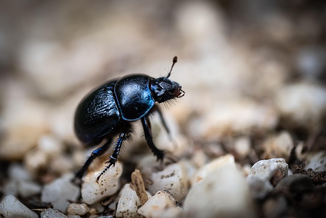 Safe Beetle Control: DIY & Commercial Options for Drugstore Beetles