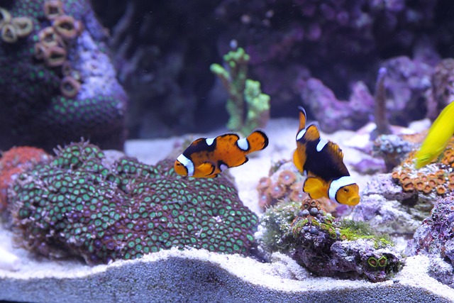 durable-fish-tank-materials-640x480-29063414.jpeg