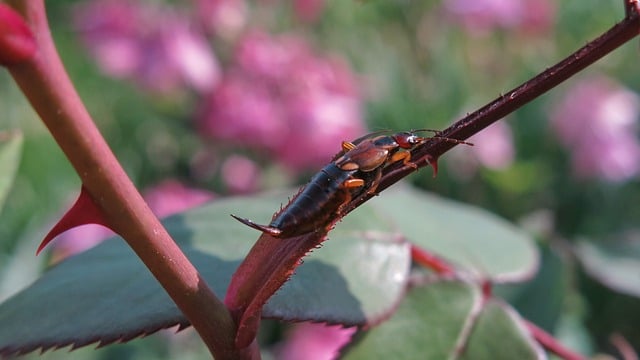 earwigs-640x480-142495.jpeg
