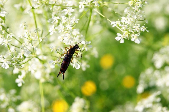 earwigs-640x480-24723695.jpeg