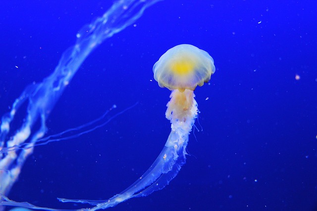 elite-aquarium-customization-640x480-82362754.jpeg