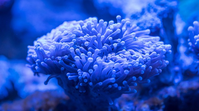 elite-aquarium-customization-640x480-85137738.jpeg