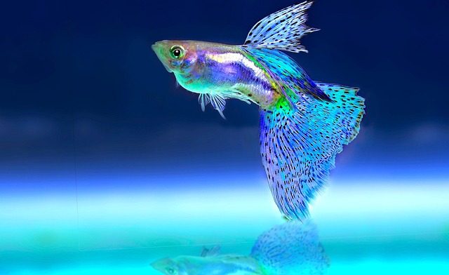 exclusive-aquarium-installations-640x480-94234266.jpeg