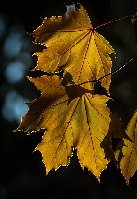 fall-plant-preparation-640x480-13274705.jpeg