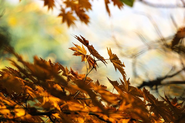 Spring Maintenance: Nurturing New Growth from Winter’s Remnants