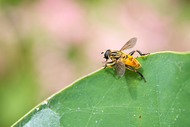 flies-640x480-4554851.jpeg