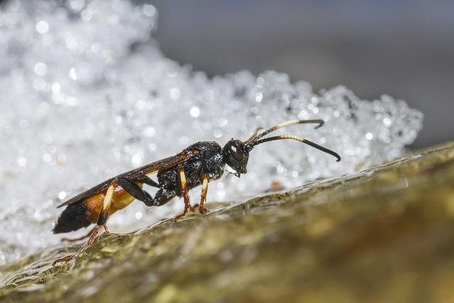 flies-640x480-8533278.jpeg