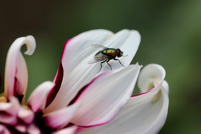 fly-640x480-10398735.jpeg