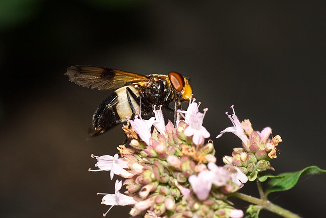 fly-640x480-42586830.jpeg
