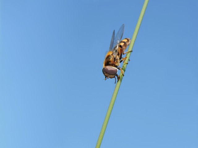 fly-640x480-51153647.jpeg
