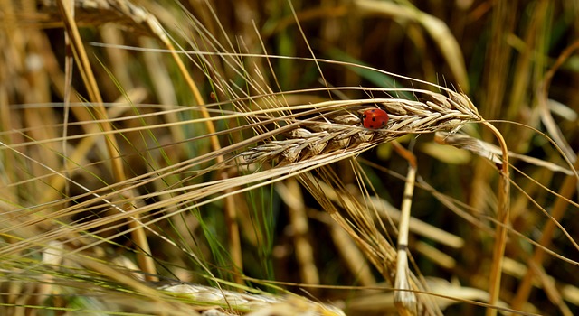 foreign-grain-beetles-640x480-66294609.jpeg