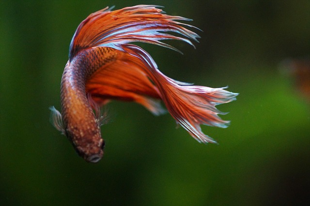 freshwater-custom-aquariums-640x480-70959444.jpeg