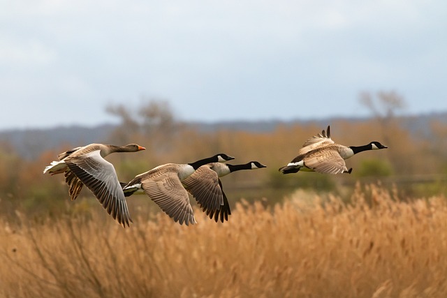 geese-640x480-20553922.jpeg