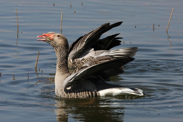 geese-640x480-24099787.jpeg