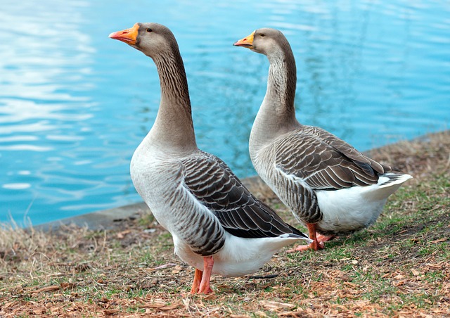 geese-640x480-43600495.jpeg
