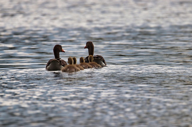 geese-640x480-54452848.jpeg
