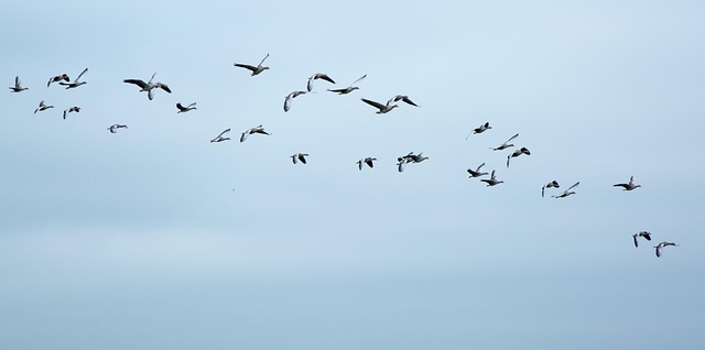 geese-640x480-69172490.jpeg