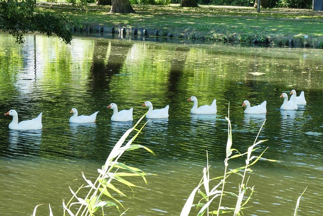 geese-640x480-78548493.jpeg