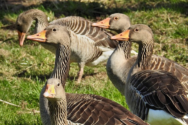 geese-640x480-9283727.jpeg
