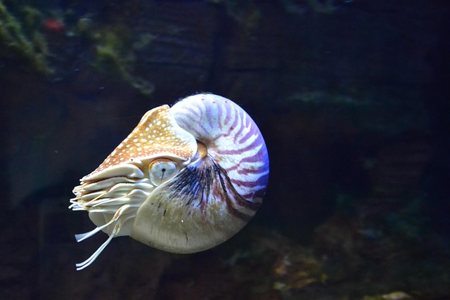 Saltwater vs. Freshwater Aquariums: Exploring Glass Aquarium Ecosystems