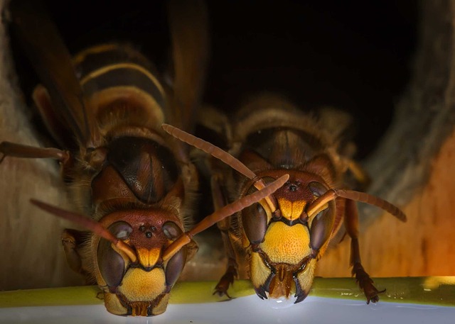 Eco-Conscious Hornet Nest Prevention & Commercial Control Methods