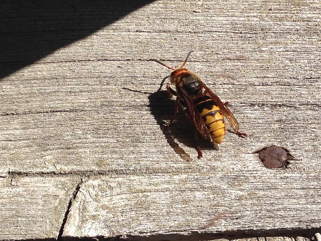 hornet-640x480-40300048.jpeg