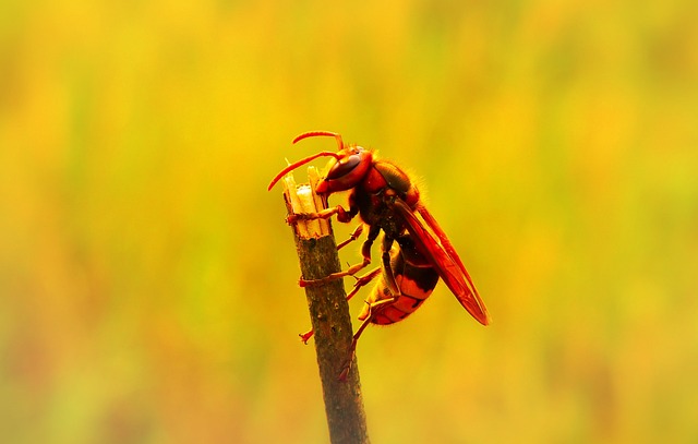 hornet-640x480-53252549.jpeg