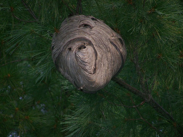 hornet-640x480-61106655.jpeg