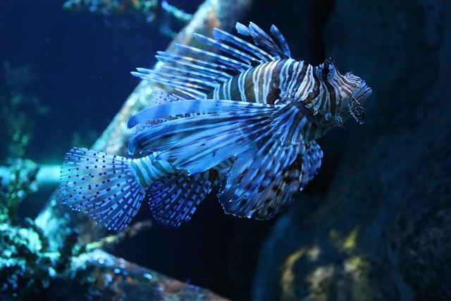 in-wall-aquarium-installations-640x480-39380043.jpeg