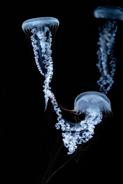in-wall-aquarium-installations-640x480-74980551.jpeg