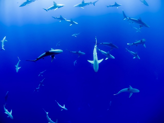in-wall-aquarium-installations-640x480-87680342.jpeg
