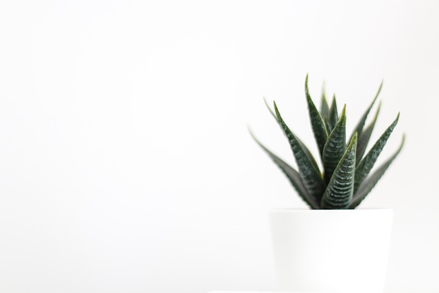Pet-Safe Houseplants & Decor: Creating a Green Haven with Top Arrangements