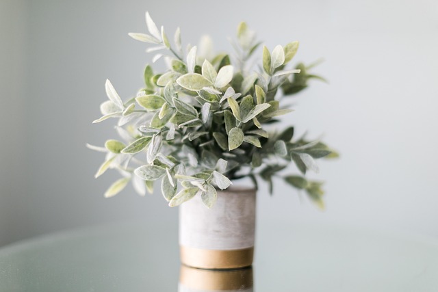 Revolutionize Your Home with Water-Efficient Succulent & Cactus Decor