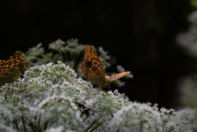 insect-640x480-17937535.jpeg