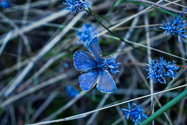 insect-640x480-18476767.jpeg
