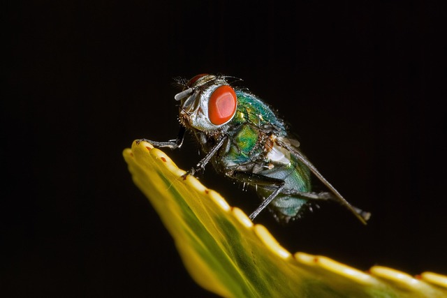 insect-640x480-19309956.jpeg