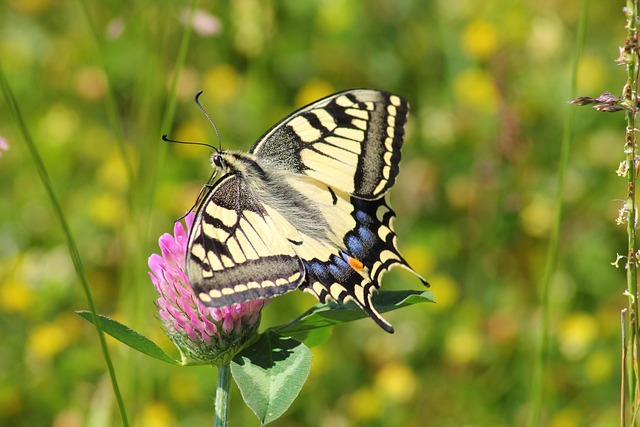 insect-640x480-24411912.jpeg
